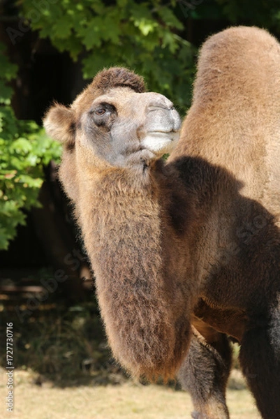 Fototapeta portrait of a camel on a sunny day