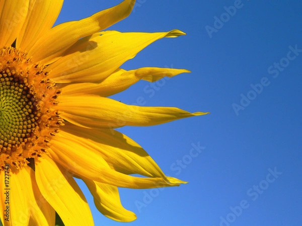 Obraz sonnenblüte 2