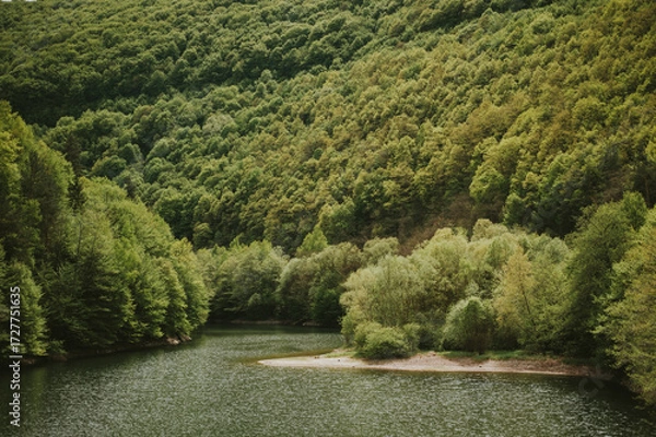 Fototapeta trees in the park