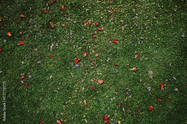 Fototapeta field of poppies