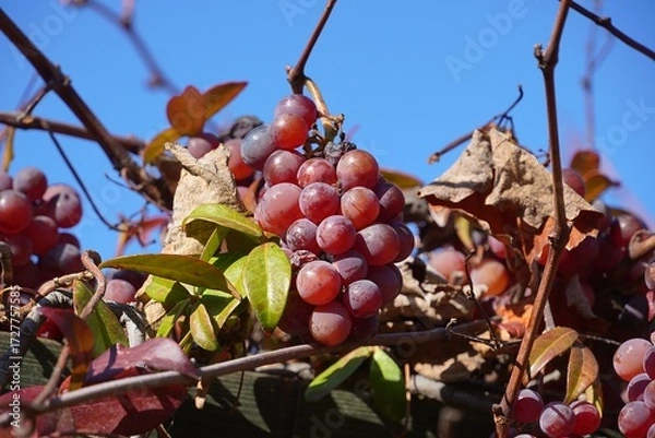 Obraz Ripe red grapes growing in a garden in the fall