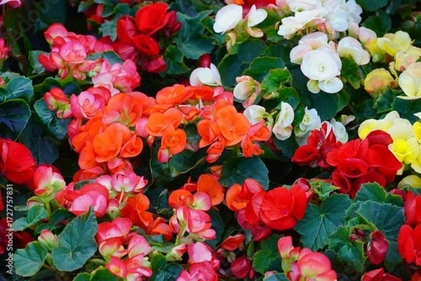 Obraz Colorful begonias in a plant fair in Attica, Greece