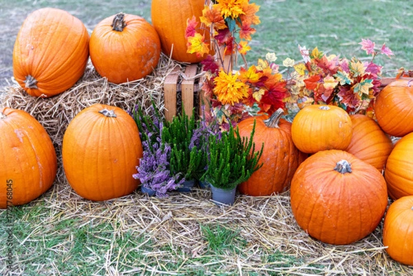 Fototapeta Rustic Autumn Harvest Still Life with Pumpkins, Hay, and flowers