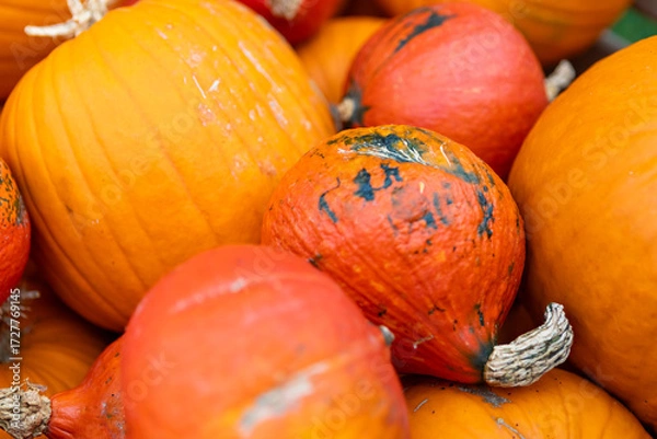 Fototapeta Vibrant Pumpkins Arranged in a Beautiful Autumn Display, Creating a Colorful and Festive Composition