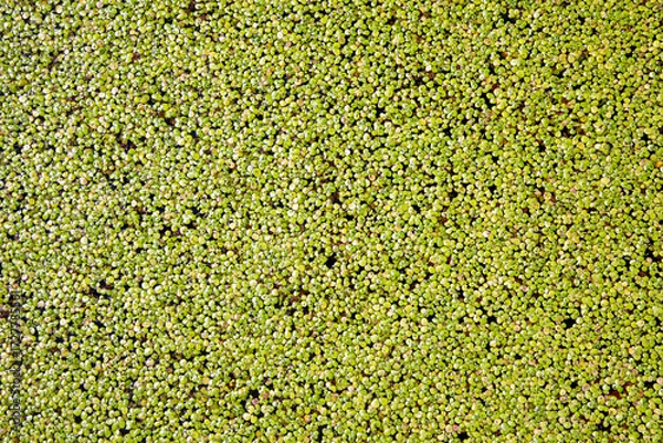 Fototapeta pattern of duckweed covering the pond