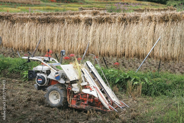 Fototapeta 農機具とはさがけされた稲