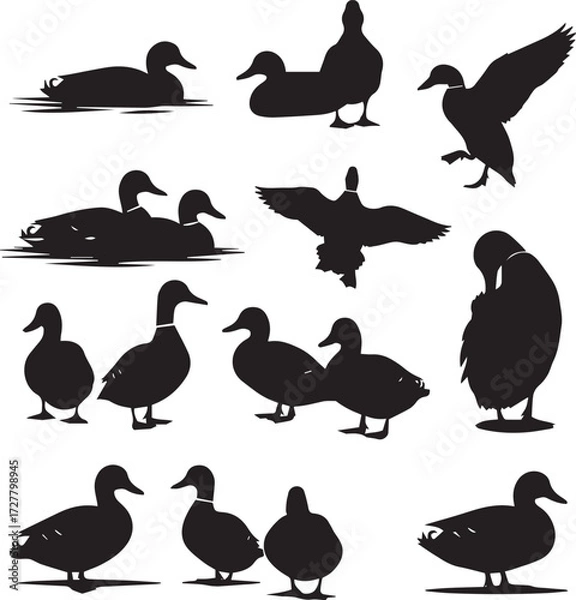 Fototapeta Duck Silhouette Collection, Black and White Vector Set of Thirteen Ducks in Swimming, Flying, Standing, and Preening Poses