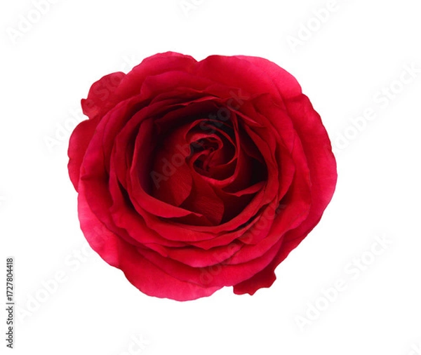 Obraz Bunch of rosy roses isolated on white 