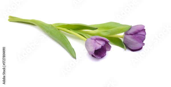Obraz Colorful tulip flowers  isolated on white 