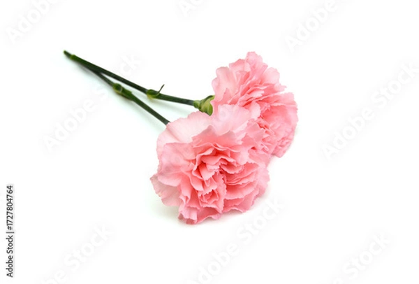 Obraz Stack pink Carnations on white background