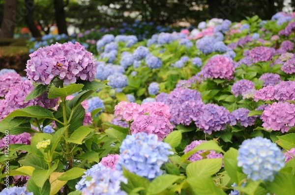 Fototapeta アジサイ