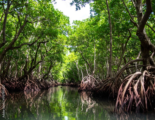 Fototapeta Lush Tropical Mangrove Forest with Calm Waterway Reflection