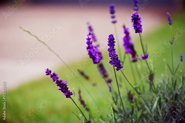 Obraz Beautiful purple flowers on the flowerbad in fall
