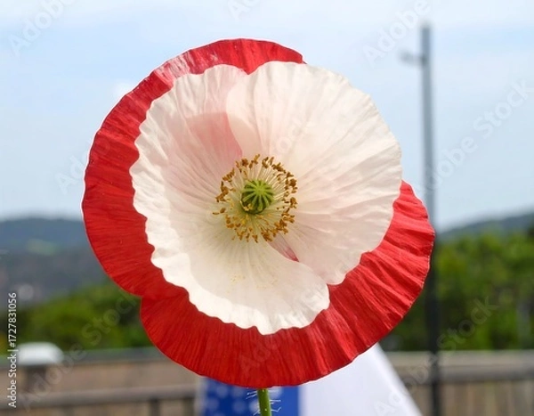 Fototapeta Close-up of a white poppy with red edges