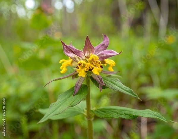 Fototapeta Close-up of a wildflower with yellow and purple petals