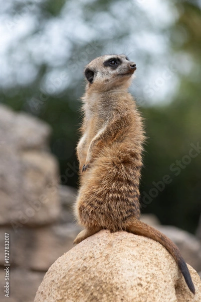 Fototapeta SURICATO - MEERKAT looks out from a rock.