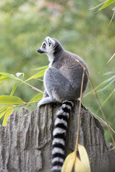 Fototapeta Anello lemure codato - Lemur catta