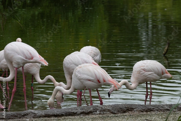 Fototapeta pink flamingos zoo park fenicotteri rosa