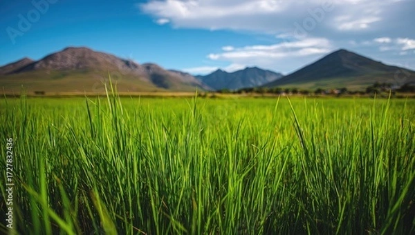 Fototapeta A vibrant field of lush green grass stretches towards a backdrop of distant mountains under a clear blue sky.