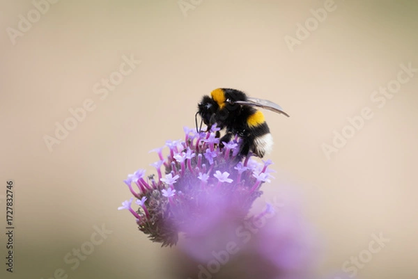 Fototapeta Un Bumblebee alimentazione su un Allium fiore - BUMBLEBEE