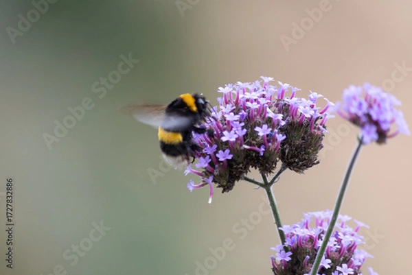 Fototapeta Un Bumblebee alimentazione su un Allium fiore - BUMBLEBEE