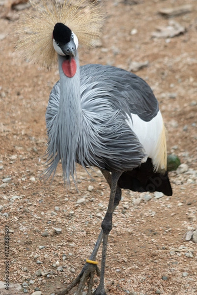 Fototapeta Ritratto di un Grey Crowned Crane (Balearica regulorum)