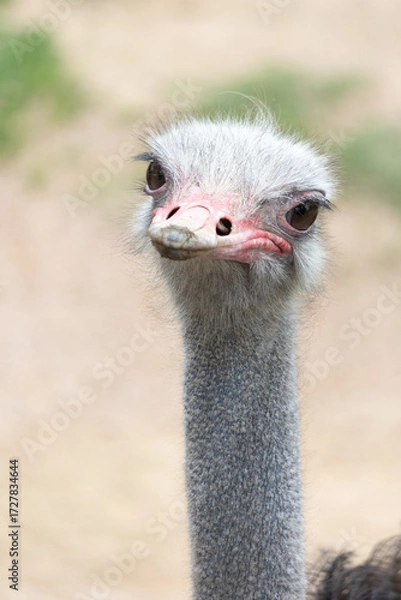 Fototapeta close-up struzzo - ostrich Comune testa di struzzo