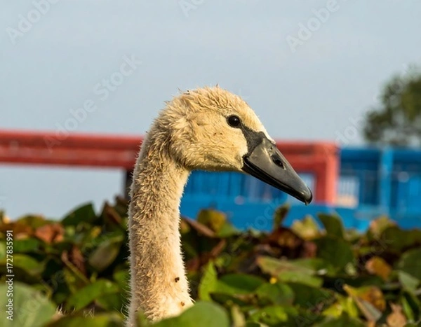 Obraz Close-up of a young swan's head and neck