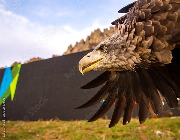 Fototapeta Close-up of an eagle in flight