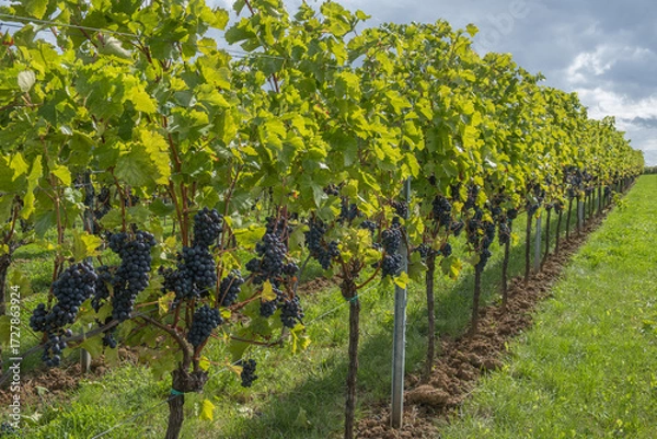 Obraz Rebzeile mit Rotweintrauben