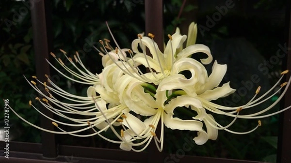 Fototapeta 彼岸花