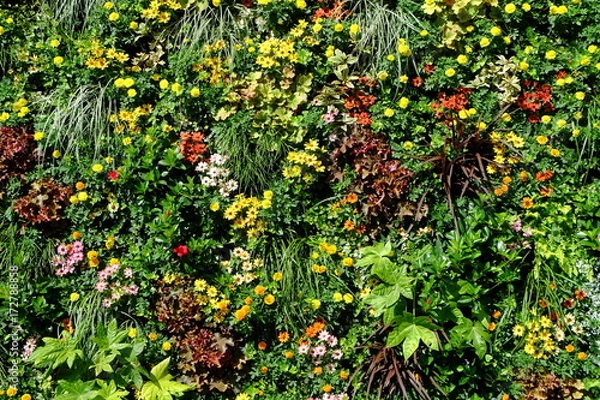 Obraz カラフルな花、緑の壁