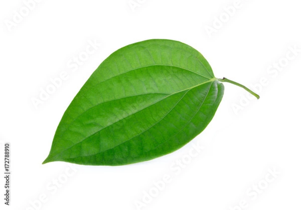 Obraz fresh peppercorn leaf with stem on white background
