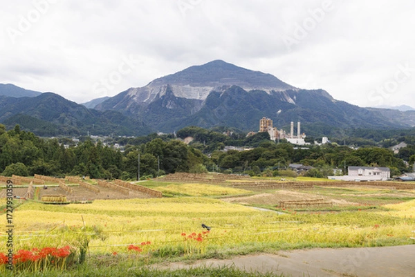 Fototapeta 収穫の時期を迎える寺坂棚田