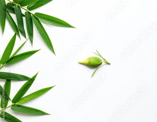 Obraz Lush green bamboo leaves frame a single, small, light-green seed pod on a pristine white background