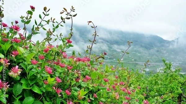 Obraz Red Honeysuckle and Morning Fog