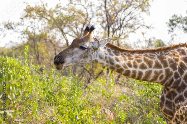Obraz Giraffe