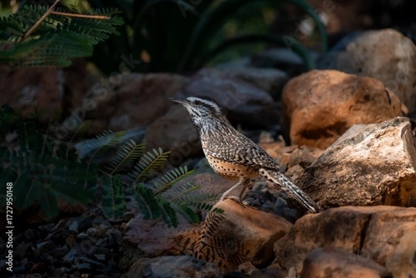 Fototapeta Cactus Wren in the sonora desert