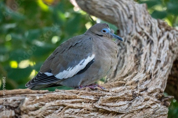 Fototapeta White-winged dove sitting on a branch, lateral view