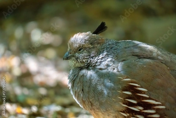 Fototapeta A female Gambel's quail in a lateral close-up with closed eyes