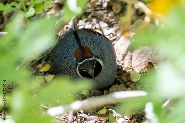 Fototapeta male Gambel's quail in a close-up view, hiding behind a bush, front view