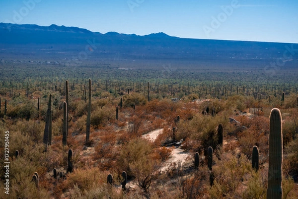 Fototapeta View of the Sonora Desert with saguaros at midday