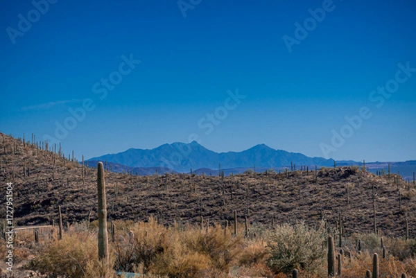 Fototapeta View of the Sonora Desert with mountain and saguaro cactus at midday