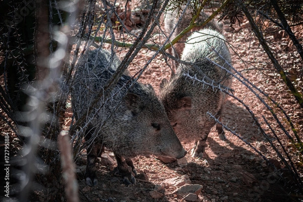 Fototapeta two desert javelina behind a bunch of spiny branch
