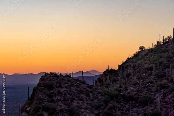Fototapeta Sunset over the mountains at the Sonora Desert with some Saguaro Cactus