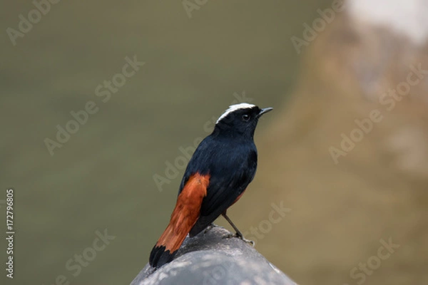 Fototapeta White capped redstart at a mountain river in Nepal