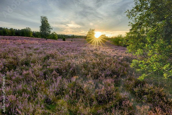 Fototapeta Lüneburger Heide, Büsenbachtal