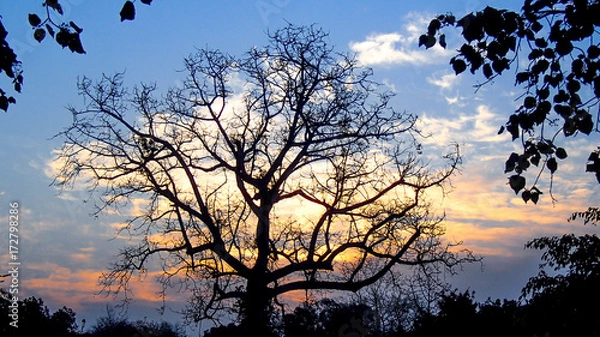 Obraz Sunrise at Chitwan National Park in Nepal