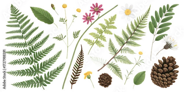 Fototapeta Summer Forest Elements PNG Set – Ferns, Flowers, Leaves, Pinecones – Individually Isolated and Separated on Transparent Background