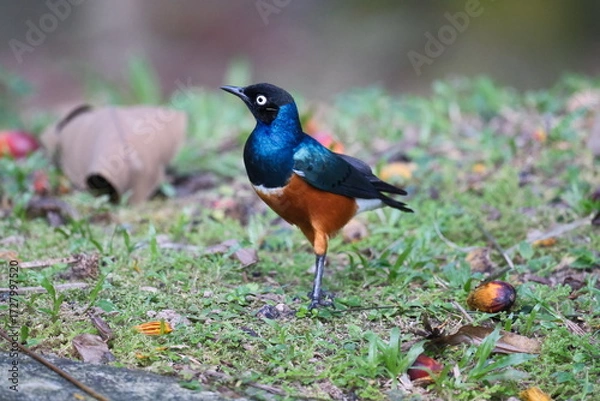 Fototapeta Chestnut-bellied Starling displaying vibrant colors on the ground in Malaysia